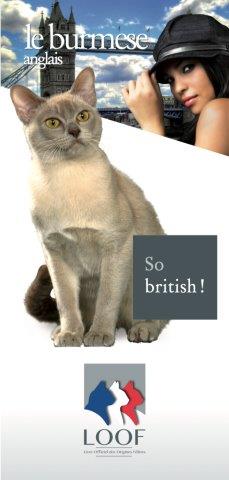 fiche de race burmeseanglais